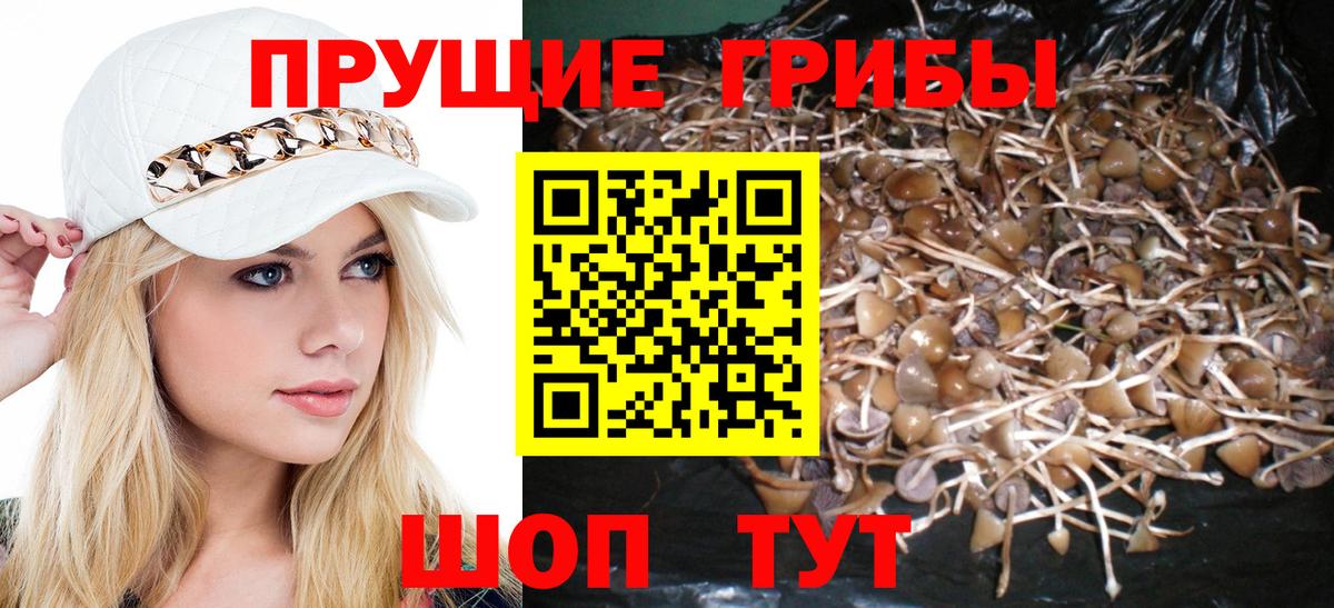 Псилоцибиновые грибы прущие грибы Тихвин